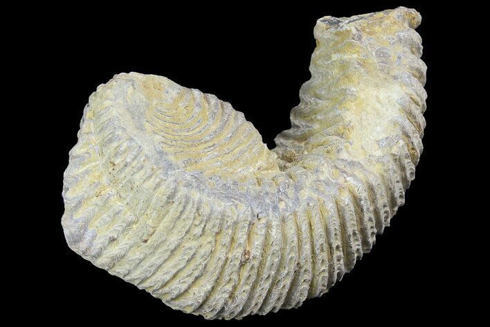 Cretaceous Fossil Oyster (Rastellum) - Madagascar #177733